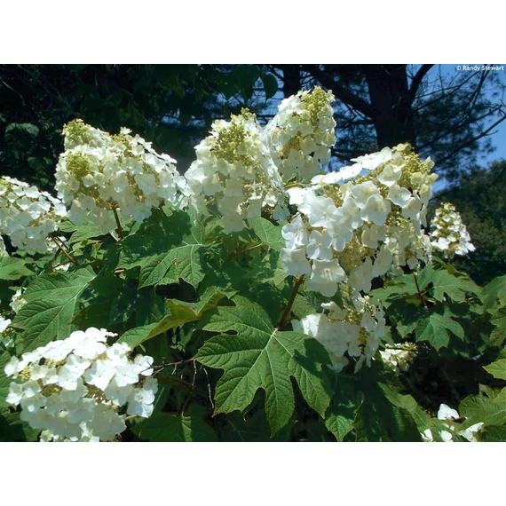 Hydrangea quercifolia 'Sike's Dwarf' - tölgylevelű hortenzia - CS9