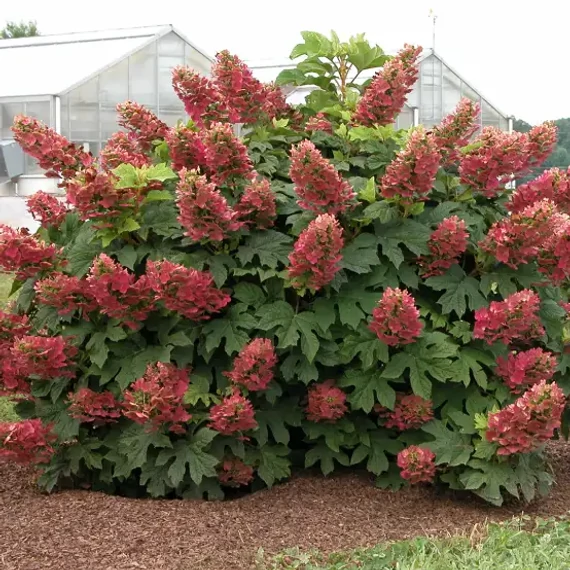 Hydrangea quercifolia 'Sike's Dwarf' - tölgylevelű hortenzia - CS9