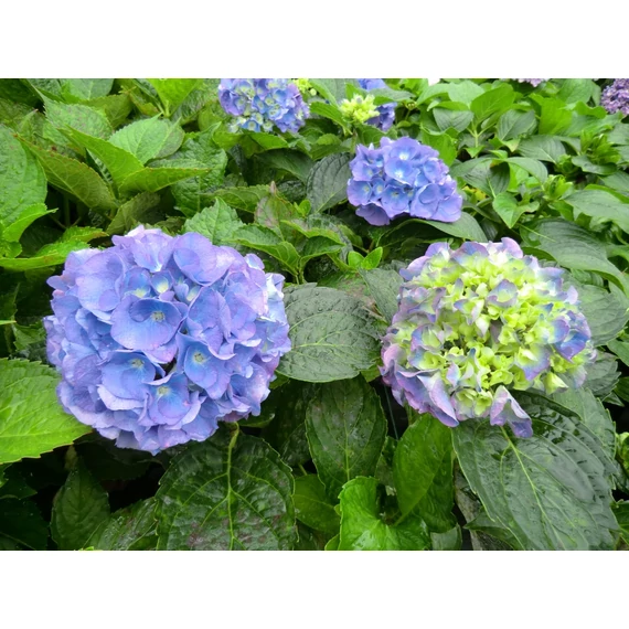 Hydrangea macrophylla 'Renate' - kerti hortenzia - CS17