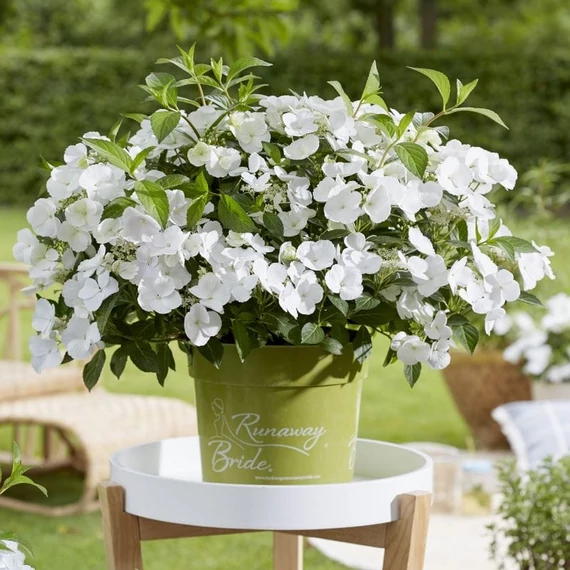 Hydrangea paniculata 'Runaway Bride' - fátyol hortenzia - CS17