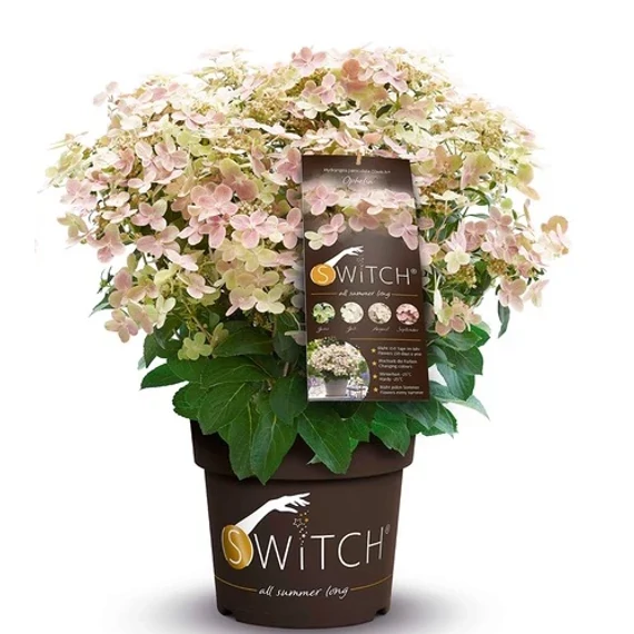 Hydrangea paniculata 'Switch Ophelia' - bugás hortenzia - CS17