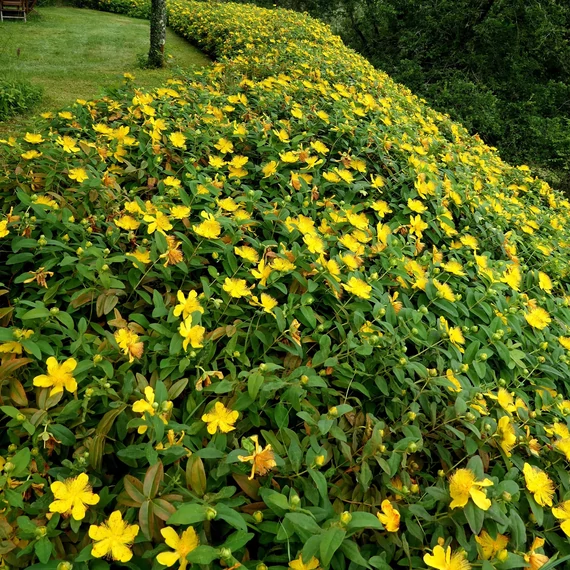 Hypericum calycinum – örökzöld orbáncfű - CS9