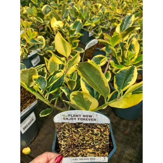 Ilex altaclerensis 'Golden King' - magyal - CS17