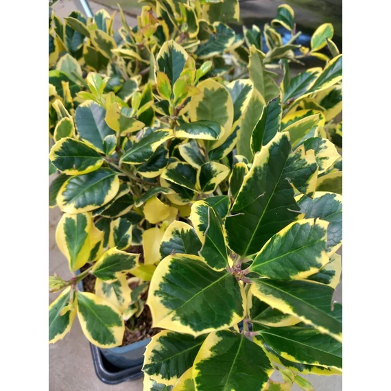 Ilex altaclerensis 'Golden King' - magyal - CS17