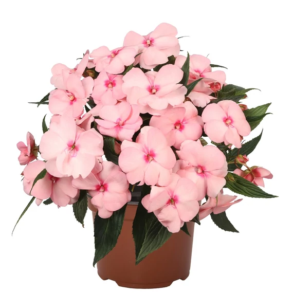 Impatiens New Guineai 'Magnum Soft Pink' - nebáncsvirág - CS12