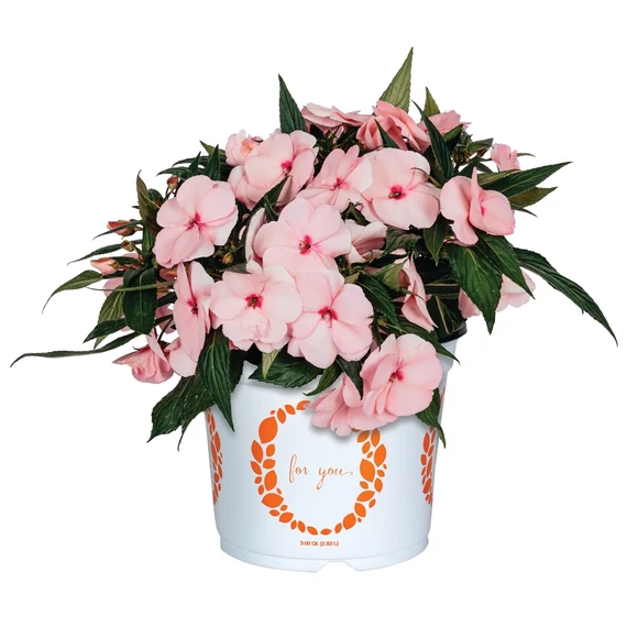 Impatiens New Guineai 'Magnum Soft Pink' - nebáncsvirág - CS12