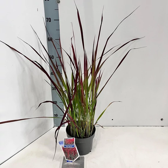 Imperata cylindrica 'Red Baron' - vérfű, alangfű - CS14