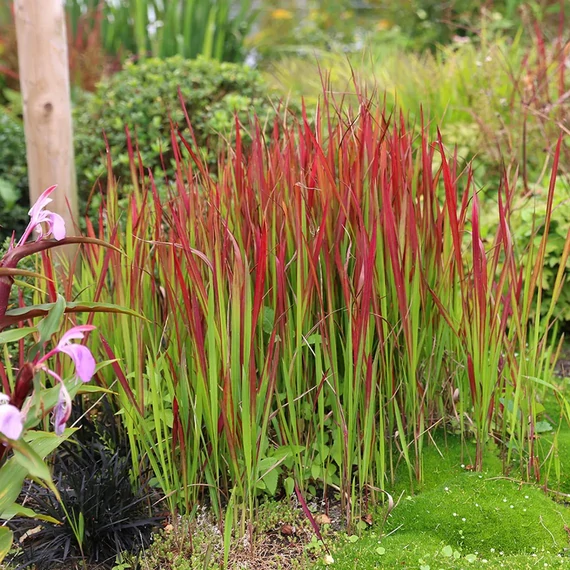 Imperata cylindrica 'Red Baron' - vérfű, alangfű - CS14