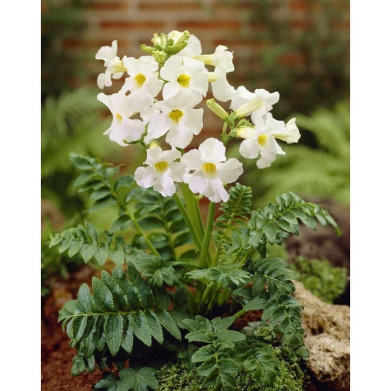 Incarvillea delavayi 'Snowtop' - szabadföldi gloxinia - CS11