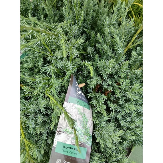 Juniperus squamata 'Blue Carpet' - kék kúszó boróka - CS15