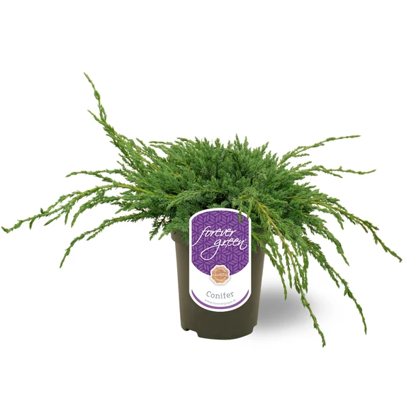 Juniperus squamata 'Blue Carpet' - kék kúszó boróka - CS15