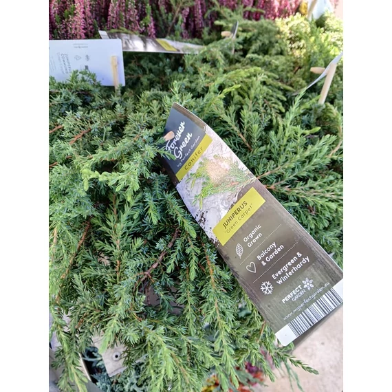Juniperus communis 'Green Carpet' - zöld kúszóboróka - CS15