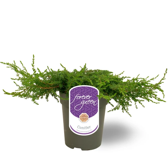 Juniperus communis 'Green Carpet' - zöld kúszóboróka - CS15