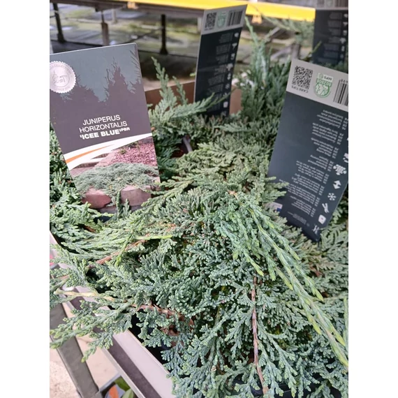 Juniperus horizontalis 'Icee Blue' - kék terülő henyeboróka - CS15