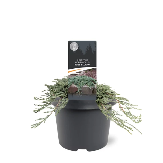 Juniperus horizontalis 'Icee Blue' - kék terülő henyeboróka - CS15