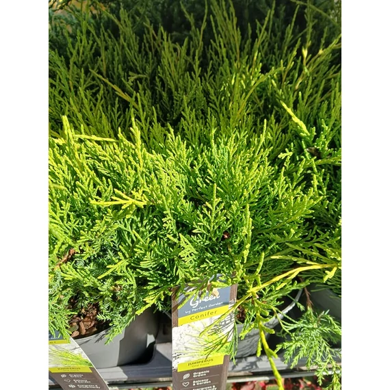 Juniperus pfitzeriana 'Old Gold'  - terülő boróka - CS15