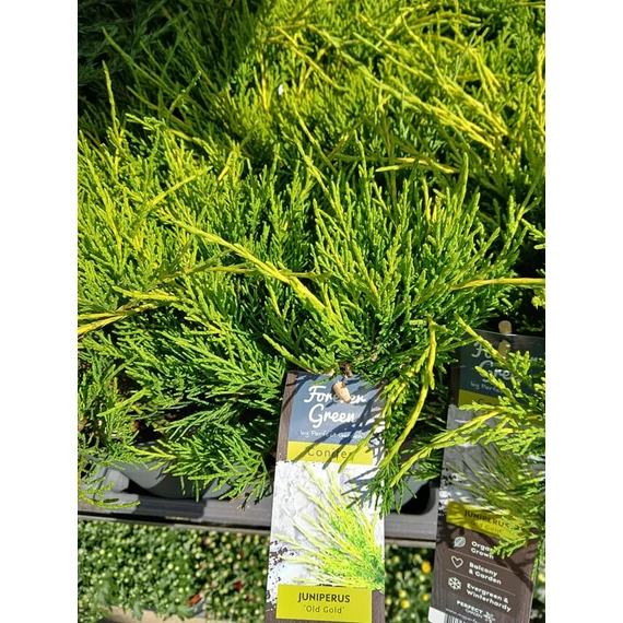Juniperus pfitzeriana 'Old Gold'  - terülő boróka - CS15