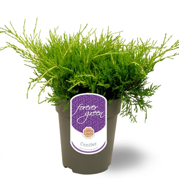 Juniperus pfitzeriana 'Old Gold'  - terülő boróka - CS15