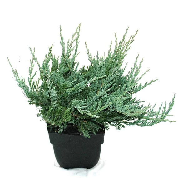 Juniperus horizontalis 'Blue Chip' - kék terülő henyeboróka - CS15