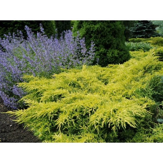 Juniperus pfitzeriana 'Gold Star'  - terülő boróka - CS19