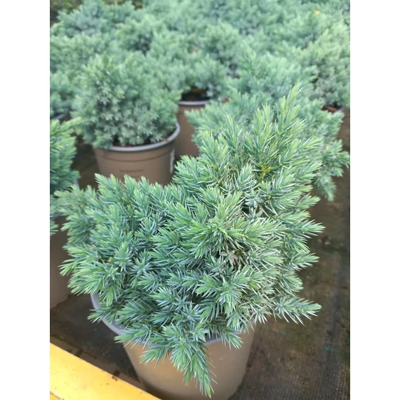 Juniperus squamata 'Blue Star' - kék himalájai terülő boróka - CS15