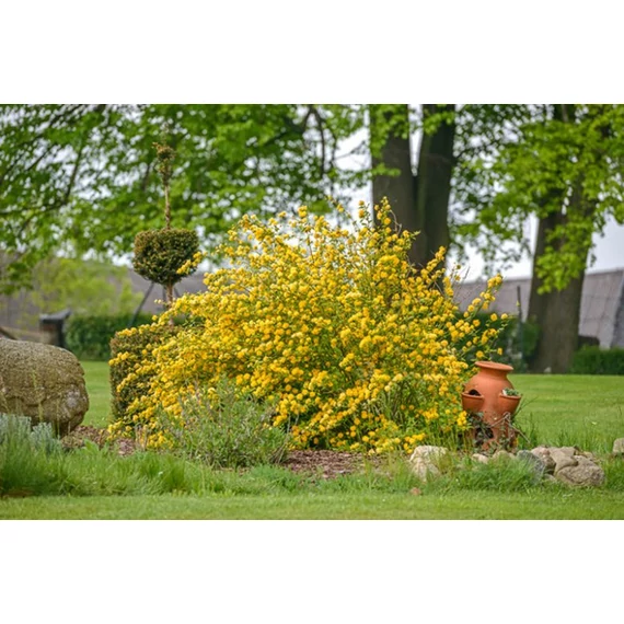 Kerria japonica - boglárkacserje - CS9