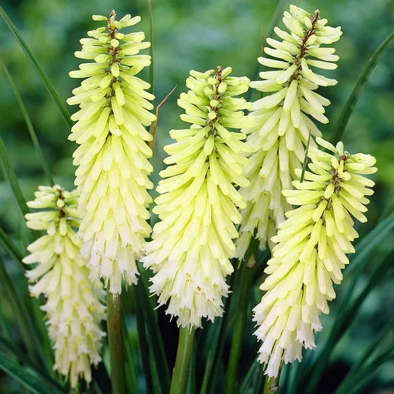 Kniphofia 'Pineapple Popsicle' - fáklyaliliom - CS11