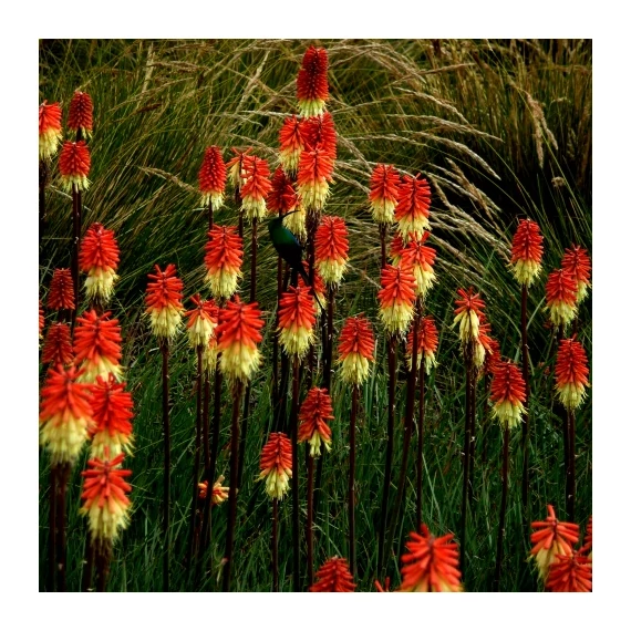 Kniphofia caulescens - fáklyaliliom - CS11