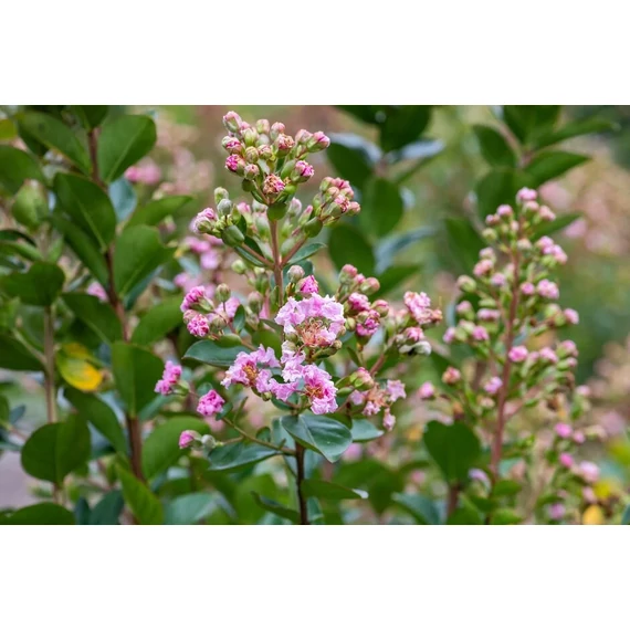 Lagerstroemia indica 'With Love Babe' - selyemmirtusz - CS14