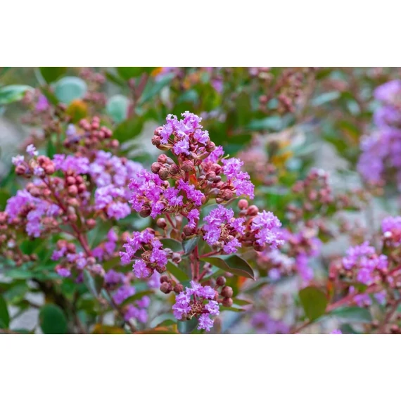 Lagerstroemia indica 'Love Enternal' - selyemmirtusz - CS14
