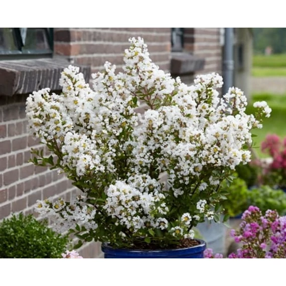 Lagerstroemia indica 'With Love Virgin' - selyemmirtusz - CS14