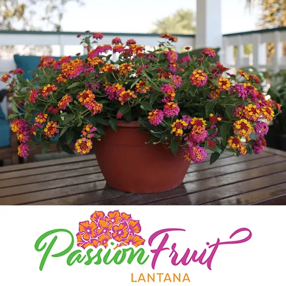 Lantana camara 'Passion Fruit' - sétányrózsa - CS12