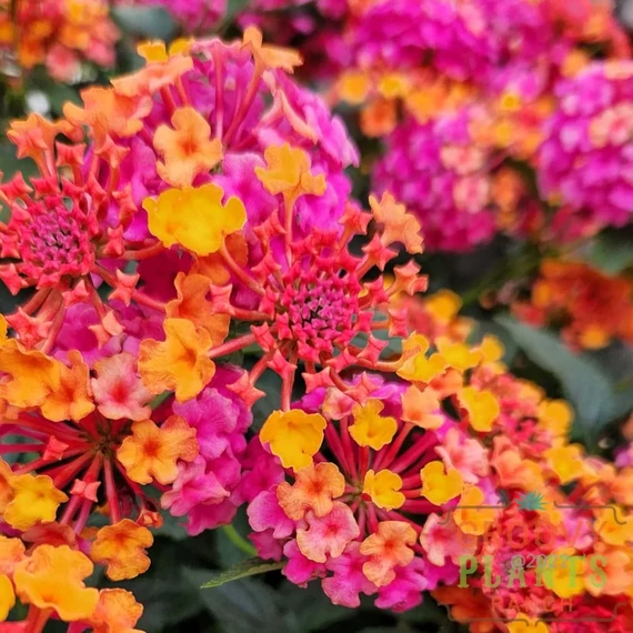Lantana camara 'Passion Fruit' - sétányrózsa - CS12