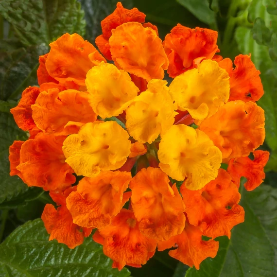 Lantana camara 'Bandolero Orange' - sétányrózsa - CS12