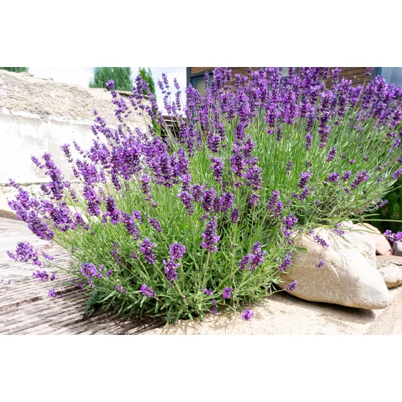 Lavandula angustifolia 'Lavici Blue' - levendula - CS12