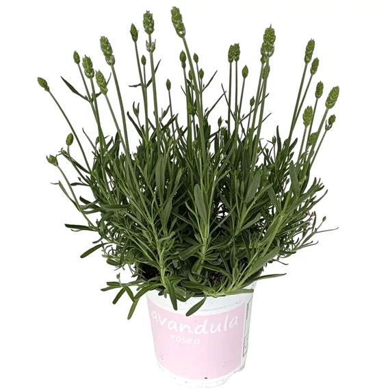 Lavandula angustifolia 'Rosea' - levendula - CS12