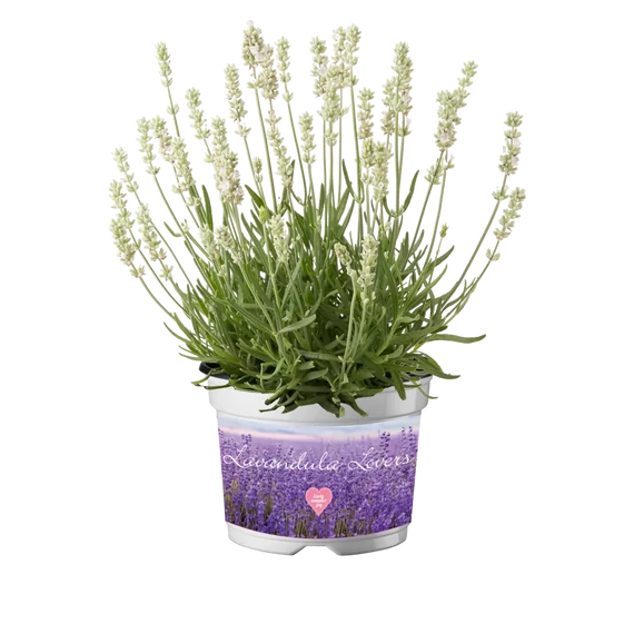 Lavandula angustifolia 'Edelweiss' - levendula - CS12
