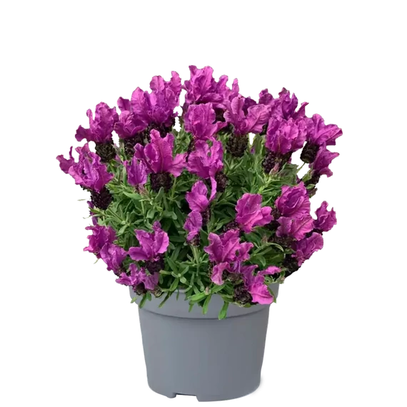 Lavandula stoechas 'Lavinnova™ Iridescent Purple Supreme' - francia levendula - CS12