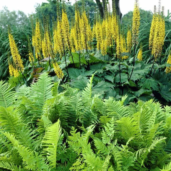 Ligularia stenocephala 'The Rocket' - karcsú hamuvirág - CS14