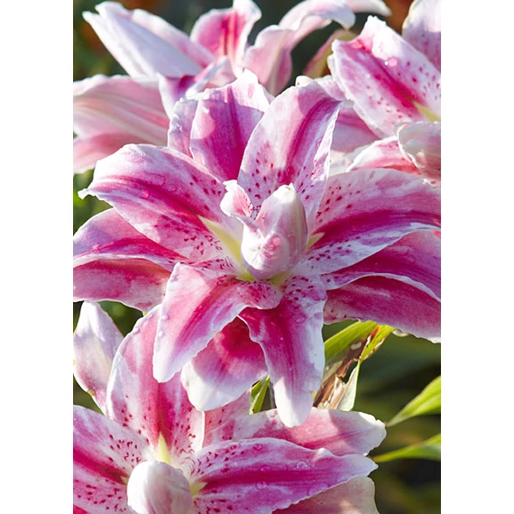 Lilium 'Cecil' - liliom - CS11