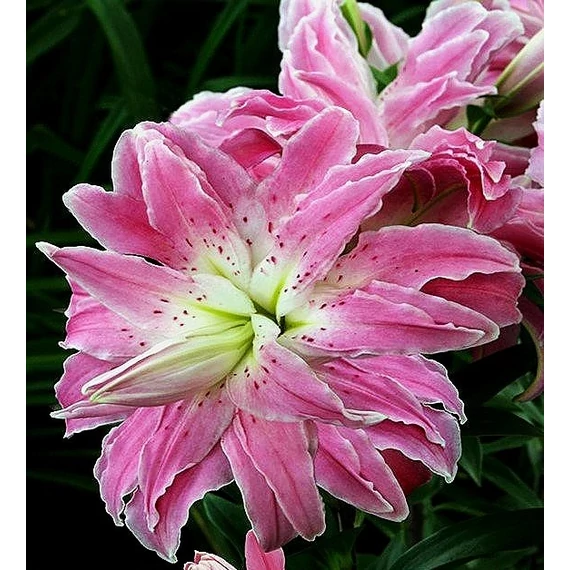 Lilium 'Lotus Elegance' - liliom - CS11