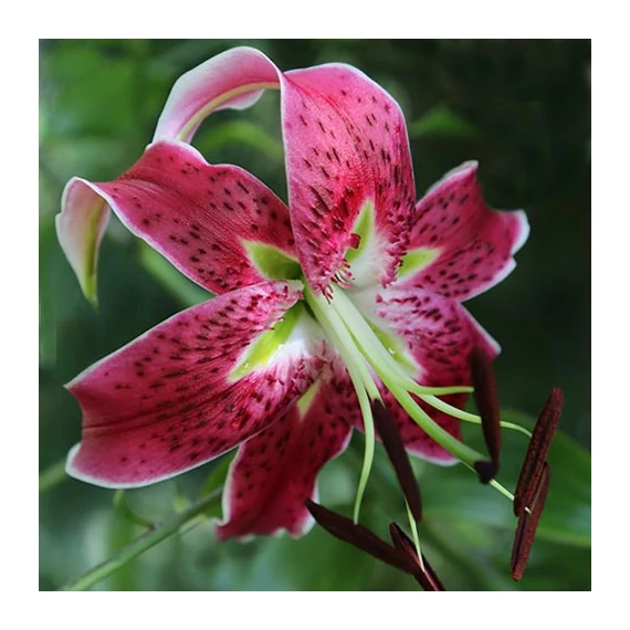 Lilium 'Miss Feya' - liliom - CS11