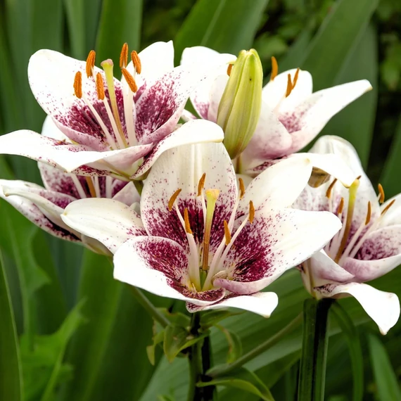 Lilium 'Tribal Kiss' - liliom - CS11