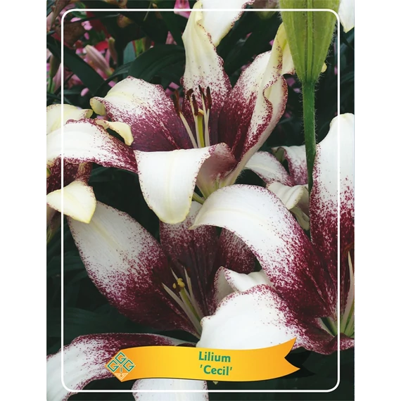 Lilium 'Cecil'- liliom - CS11