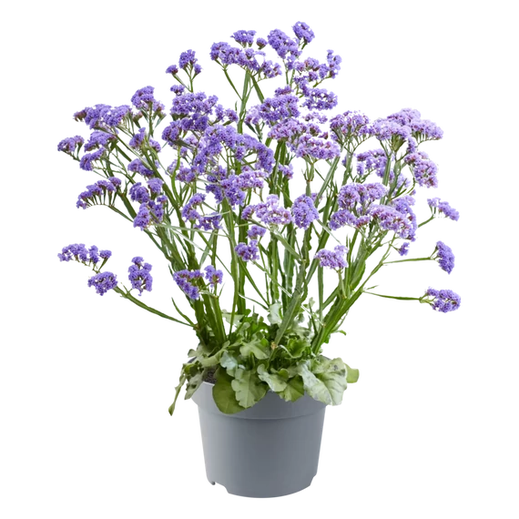 Limonium spectabilis 'Sinzii Blue' – sóvirág - CS12