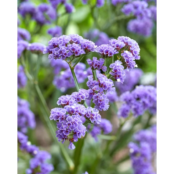 Limonium spectabilis 'Sinzii Blue' – sóvirág - CS12