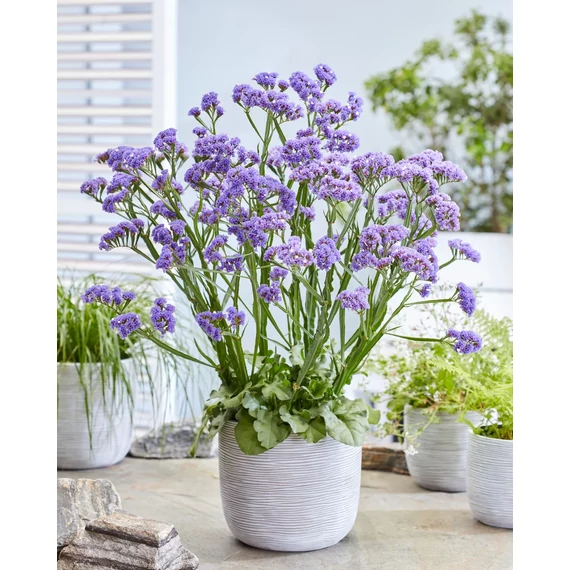 Limonium spectabilis 'Sinzii Blue' – sóvirág - CS12