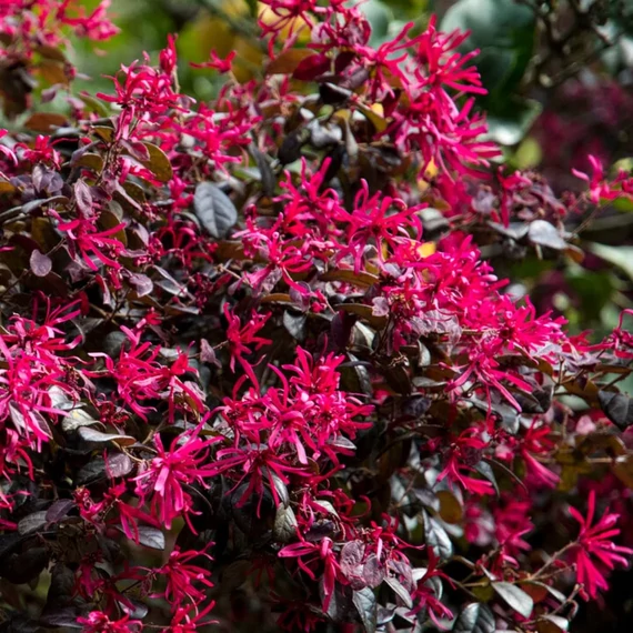 Loropetalum chinense 'Fire Dance' - kínai rojtosvirág - CS15