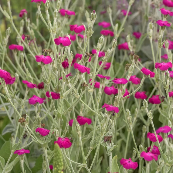 Lychnis coronaria 'Atrosanguinea' - bársonyos kakukkszegfű - CS12 