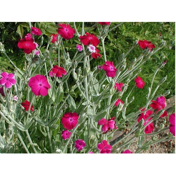 Lychnis coronaria 'Atrosanguinea' - bársonyos kakukkszegfű - CS12 